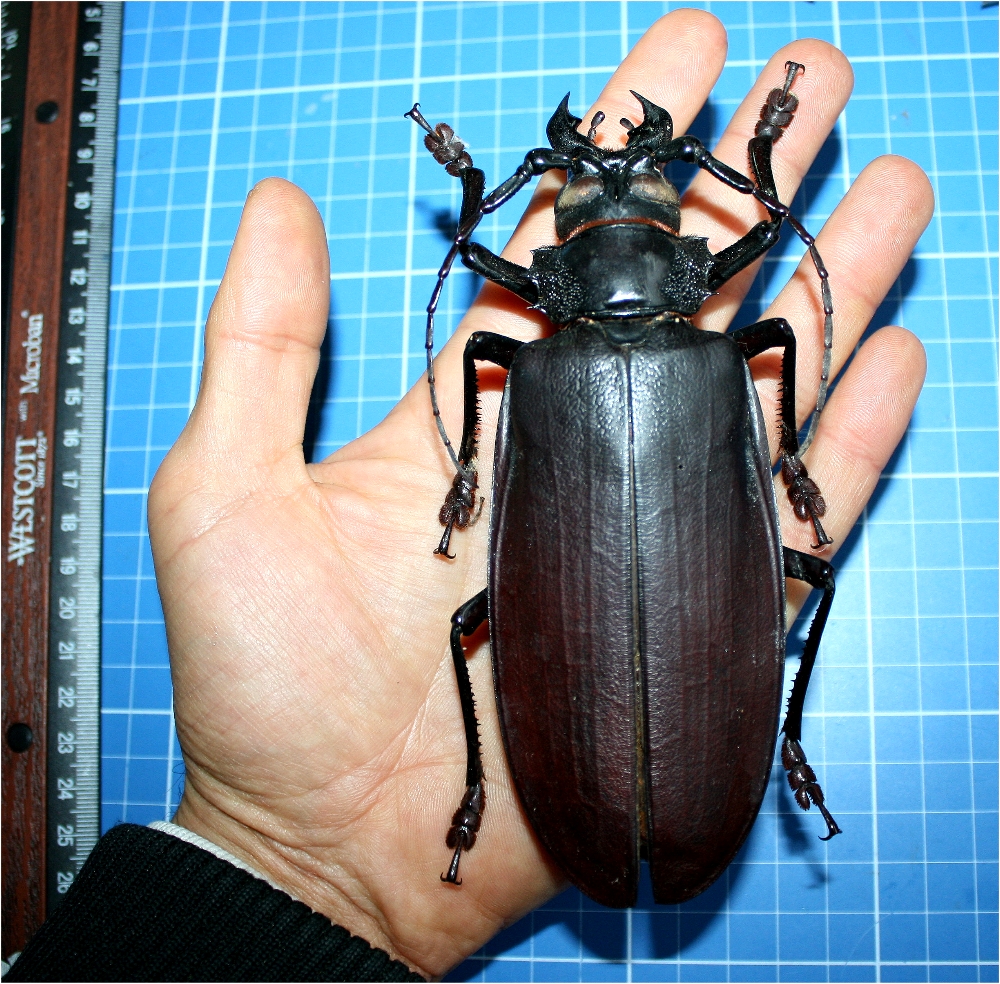Titanus giganteus GIANT TITAN BEETLE XL male 140mm A1 Taxidermy MUSEUM ...